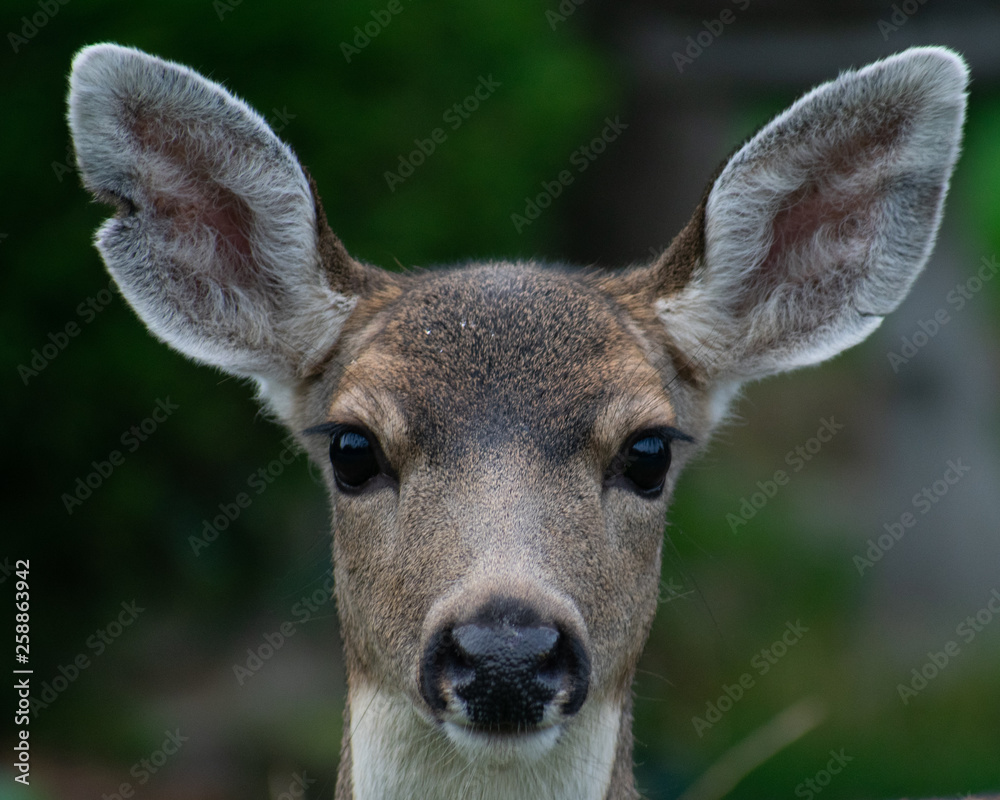 Deer in the forest Deer in the forest