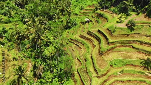 Tegallang rice terraces in Bali, Indonesia, surrounded by dense green tropical forrestation with coconut, banana, banyan trees and many others. photo