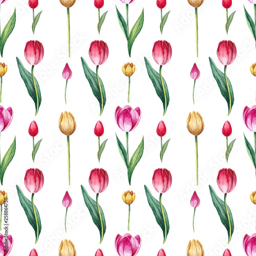 Seamless watercolor pattern with blooming tulips on white background