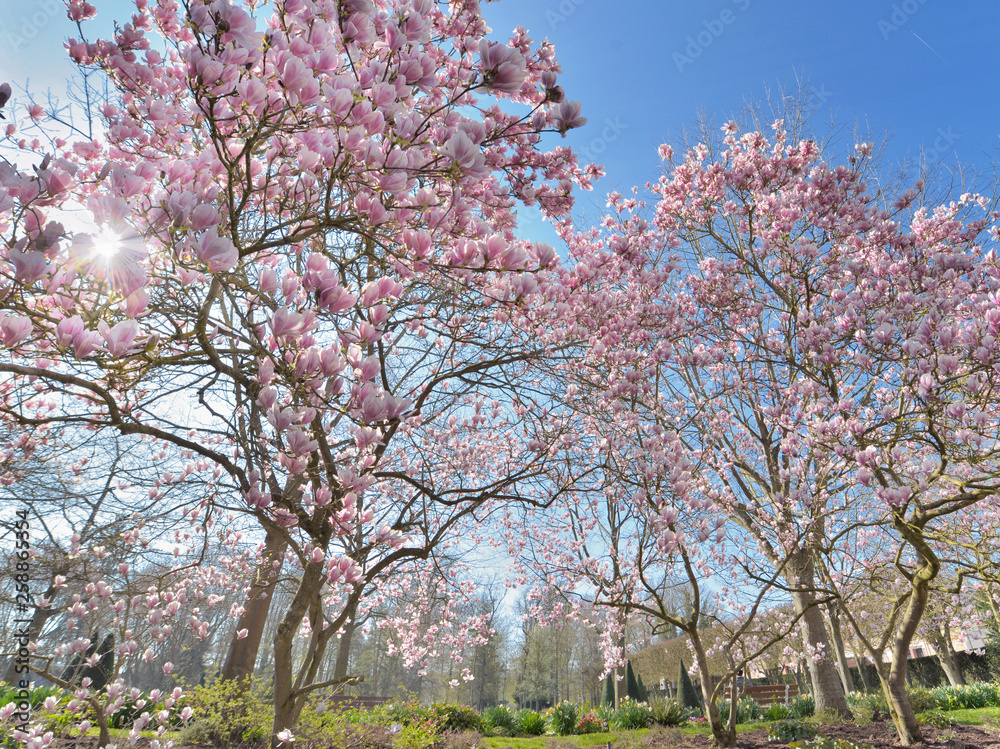 beautiful blossoming magnolia in a park at sprintime