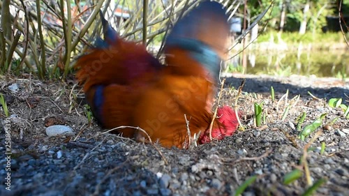 A Bantam Red Jungle Fowl Rooster taking a dust bath in the afternoon sun. photo