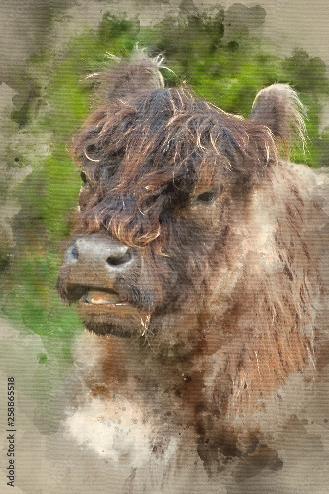 Fototapeta premium Watercolour painting of Highland cattle cow breed