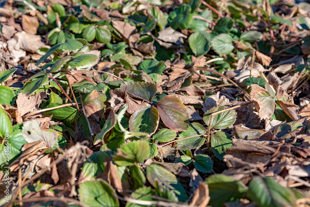old and new strawberry plants together in spring old and new strawberry plants together in spring