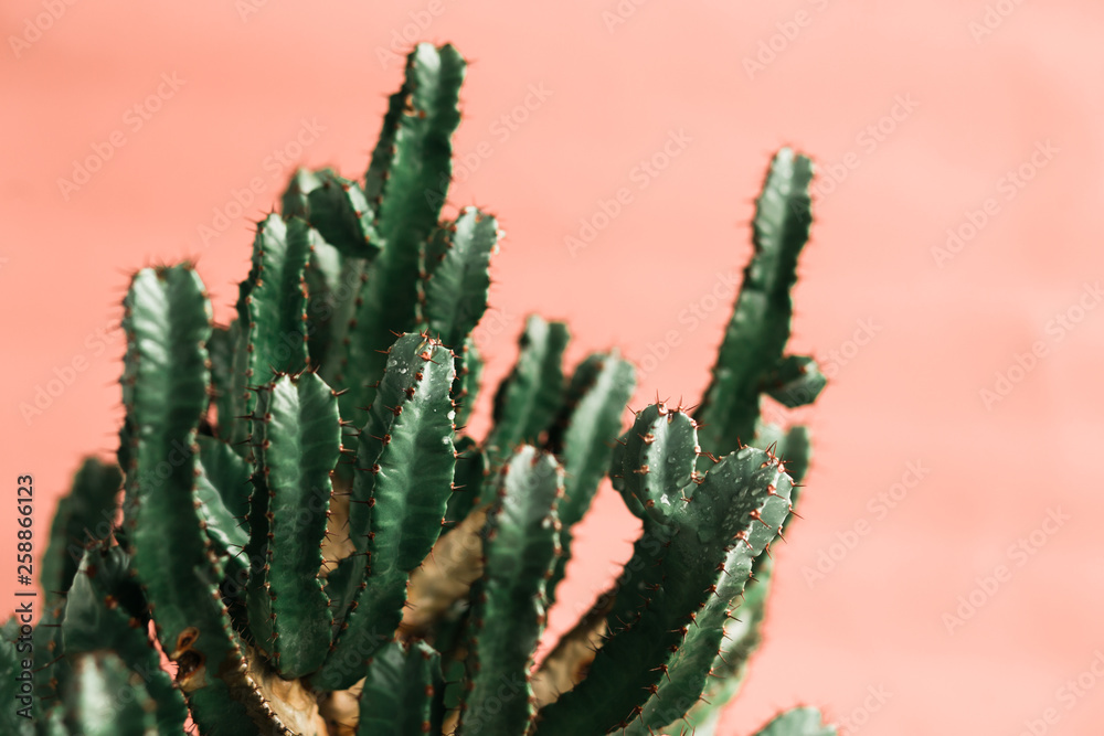 Green cactus on orange background natural light Green cactus on orange background natural light