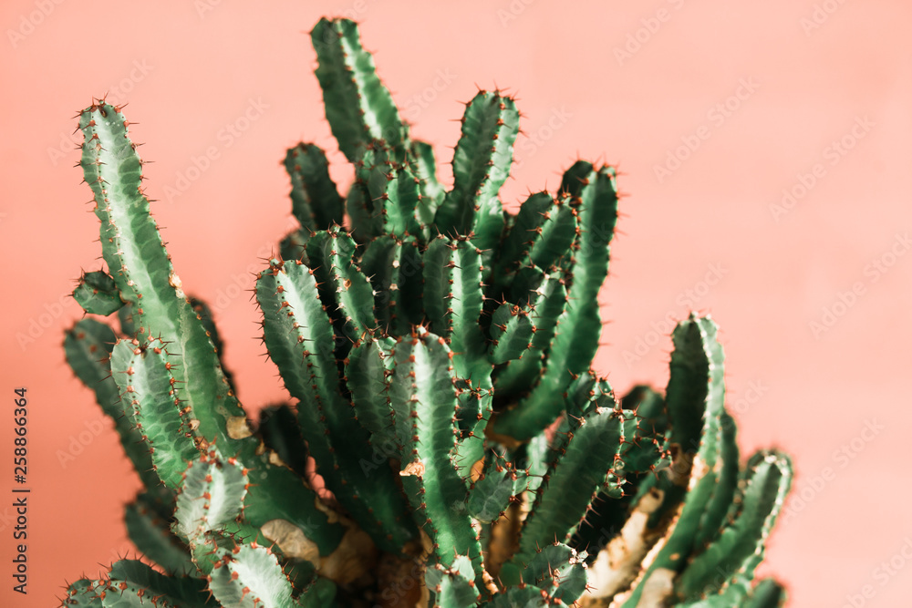 Green cactus on orange background natural light Green cactus on orange background natural light