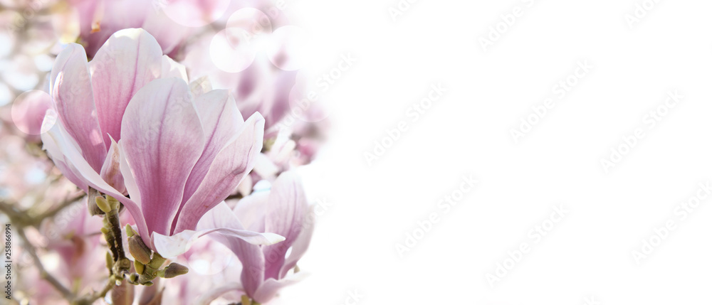 close on a beautiful magnolia flower on white background close on a beautiful magnolia flower on white background