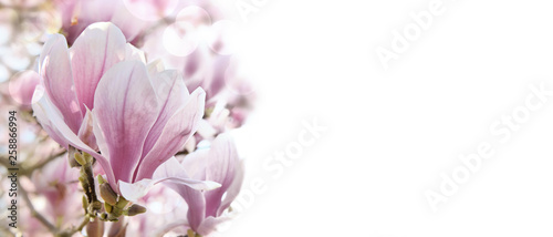 close on a beautiful magnolia flower on white background