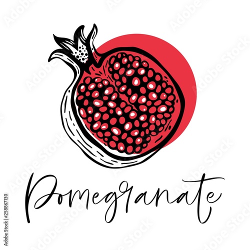 Hand drawn pomegranate fruit. Vector illustration.