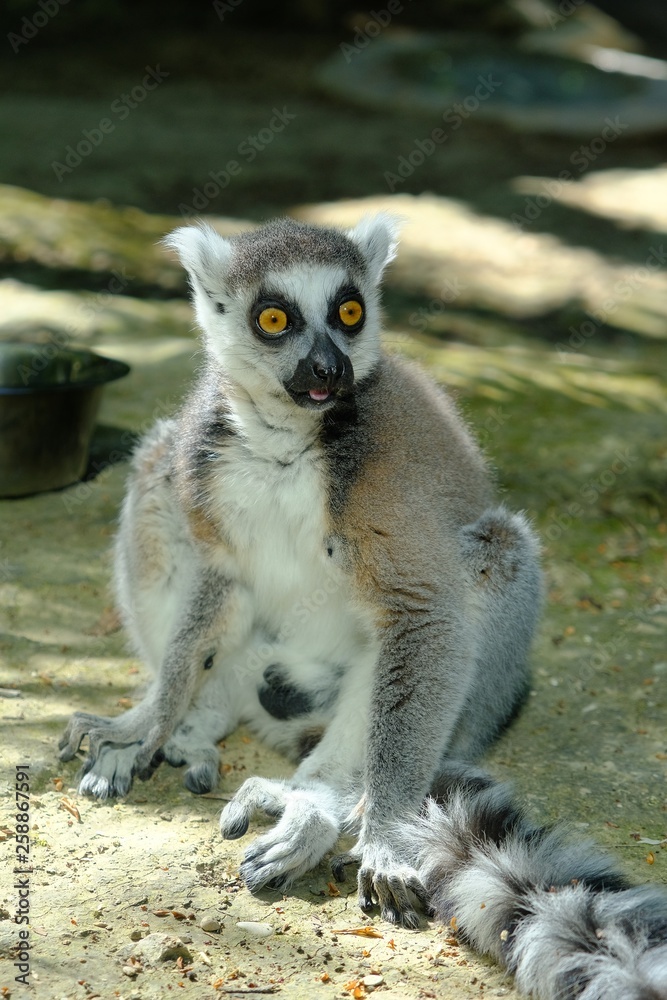 Fototapeta premium Lemuri 