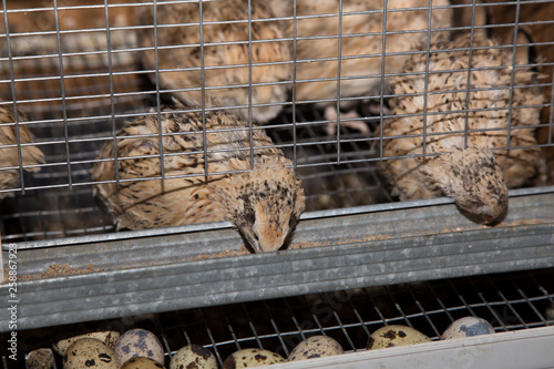 quail in a cage, eats the food and lays eggs