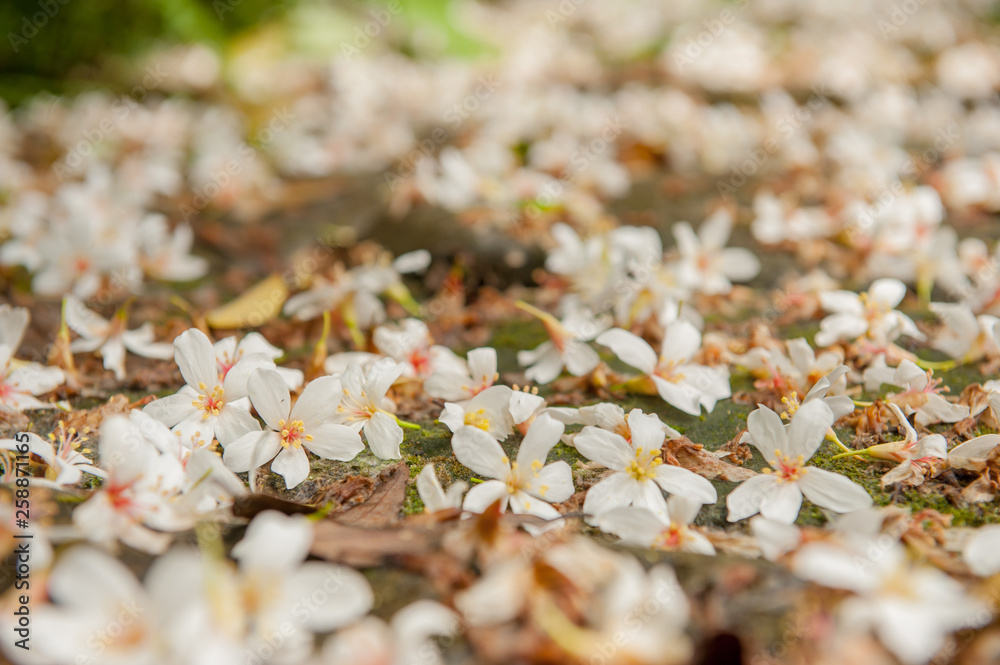 Beautiful white tung tree flower, Like the snow floating on the ground in May Beautiful white tung tree flower, Like the snow floating on the ground in May