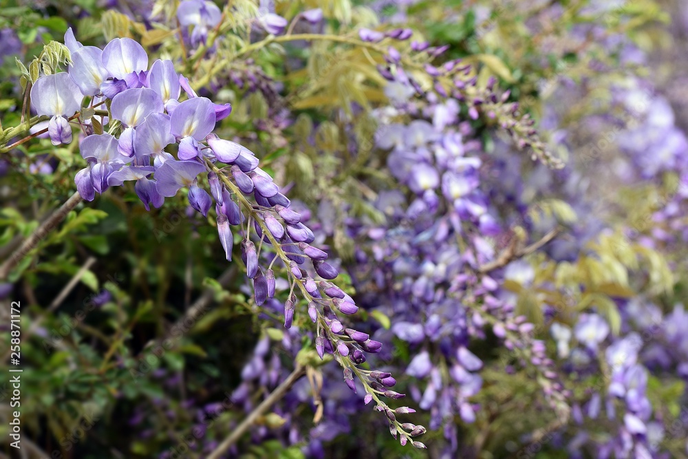 Wisteria violet outdoor.Wisteria purple flowers on a natural background.Wisteria purple brush colors Wisteria violet outdoor.Wisteria purple flowers on a natural background.Wisteria purple brush colors