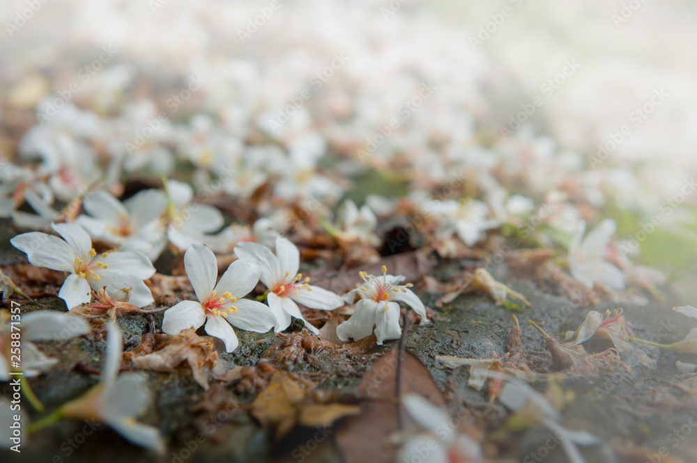 Beautiful white tung tree flower, Like the snow floating on the ground in May