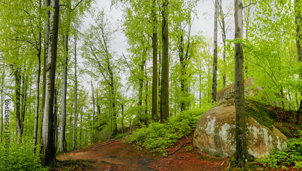 Obraz premium Forest with rock outcrops, landscape park Dovbush rocks. Carpathians, Ukraine