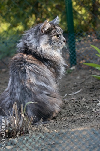 adult male maine coon cat