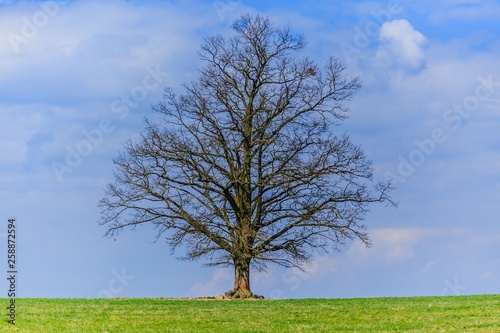 Rural landscape  a leafless solitary tree standing on horizon  green grass  blue sky  white clouds  sunny spring day at a meadow