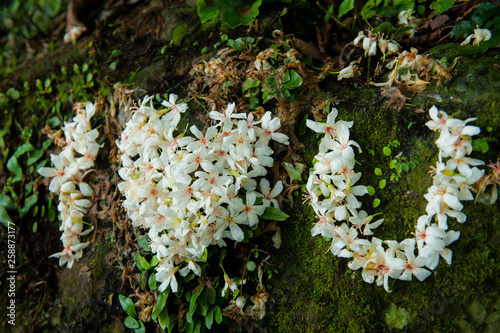 I love you . Beautiful white tung tree flower, Like the snow floating on the ground in May photo