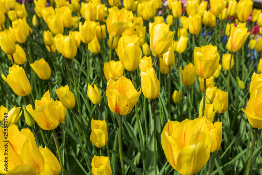 Flowers in garden Keukenhof Netherlands Flowers in garden Keukenhof Netherlands