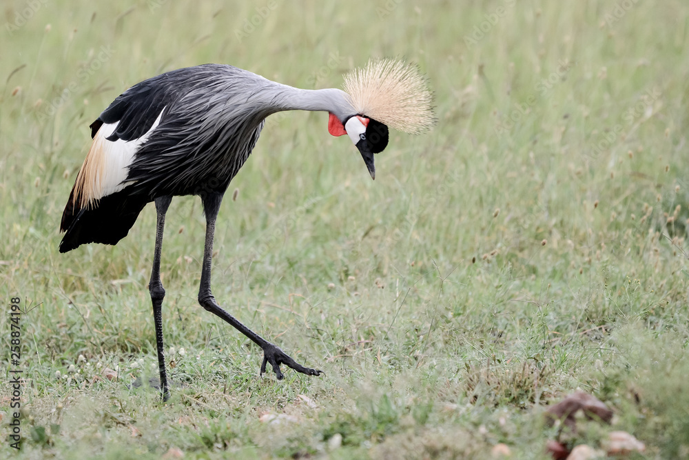 Fototapeta premium Bird in MAssai Mara