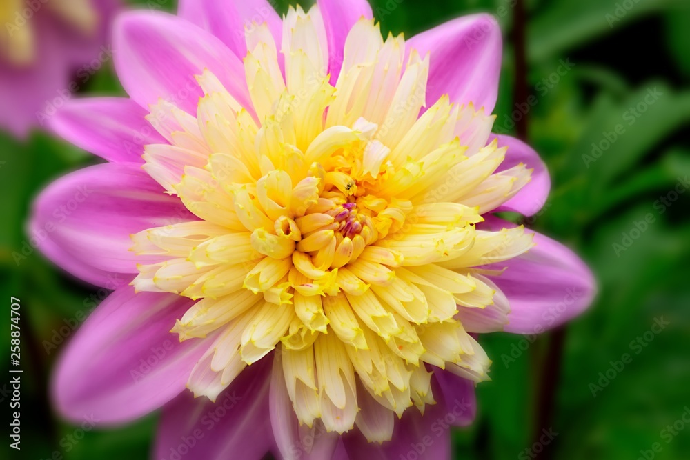 Fototapeta premium Dahlia.