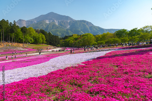 View of Pink moss (Shibazakura, Phlox subulata) flower at Hitsujiyama Park. The hills are filled with pink, red, blue, white flowers. Shibazakura festival in Chichibu city, Saitama Prefecture, Japan. photo