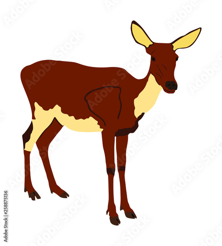 Deer female isolated on white background. Reindeer fawn. Proud Noble Deer in forest or zoo. Roe deer standing on alert looking. Doe isolated. Fawn vector isolated.