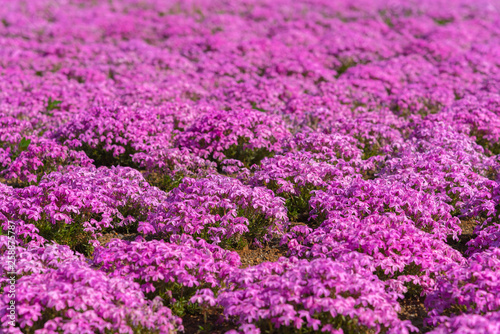 close-up small delicate pink white moss (Shibazakura, Phlox subulata) flowers full blooming on the Ground in sunny spring day. Shibazakura festival in Hitsujiyama Park, Chichibu city, Saitama, Japan