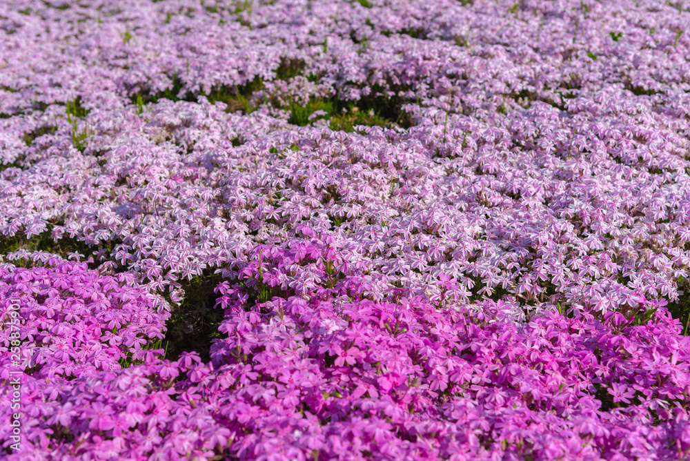 close-up small delicate pink white moss (Shibazakura, Phlox subulata) flowers full blooming on the Ground in sunny spring day. Shibazakura festival in Hitsujiyama Park, Chichibu city, Saitama, Japan