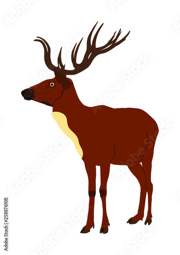 Deer vector illustration isolated on white background. Reindeer, proud Noble Deer male in forest or zoo. Powerful buck with huge neck and antlers standing. Red deer.
