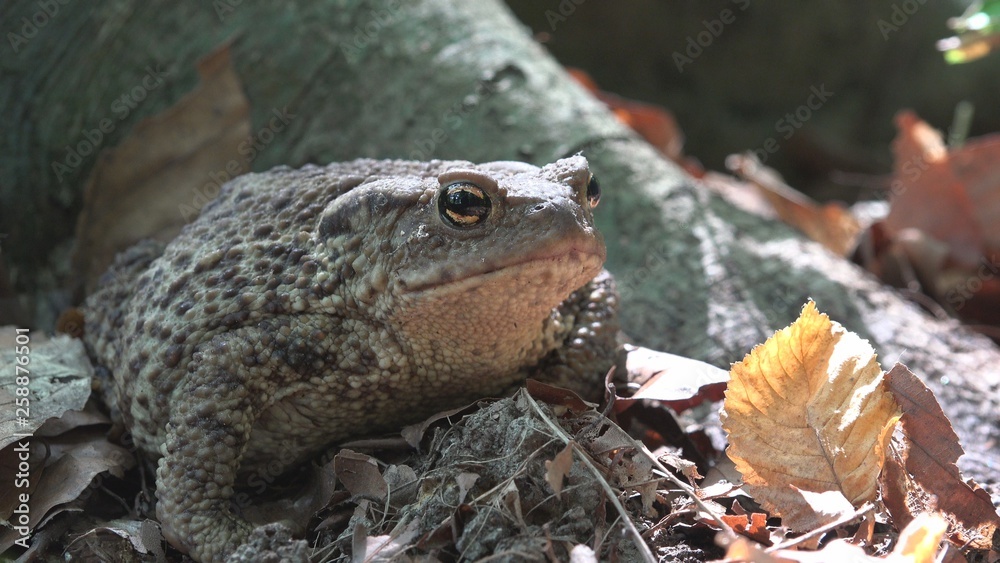 Frog in Forest Closeup, Toad Sunbathing in Leaves,  Animals Macro View in Wood