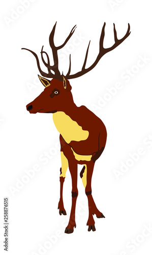 Deer vector illustration isolated on white background. Reindeer, proud Noble Deer male in forest or zoo. Powerful buck with huge neck and antlers standing. Red deer.