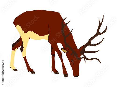 Deer vector illustration isolated on white background. Reindeer, proud Noble Deer male in forest or zoo. Powerful buck with huge neck and antlers standing. Red deer grazing grass. 