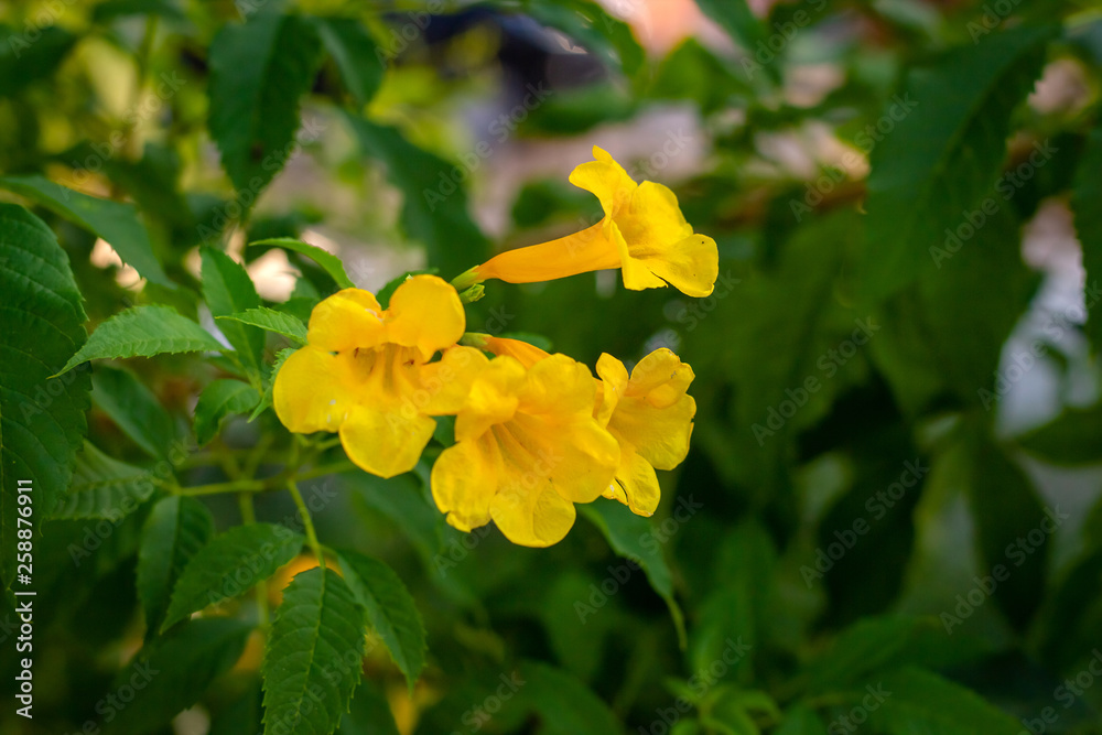 Fototapeta premium Yellow elder, Trumpetbush, Trumpetflower, Yellow trumpet-flower, Yellow trumpetbush