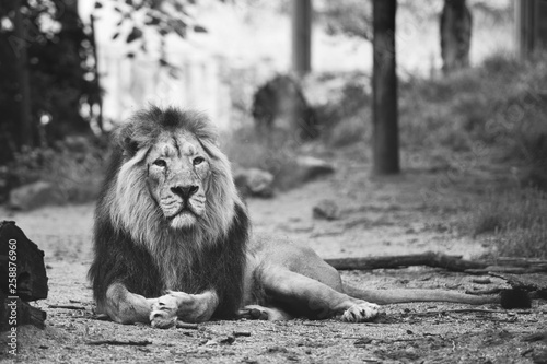 Fototapeta Naklejka Na Ścianę i Meble -  portrait of a large beautiful lion