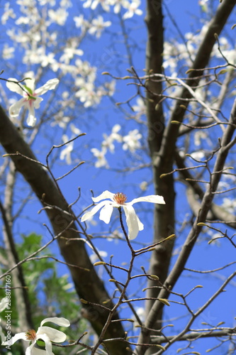 青空と辛夷の花