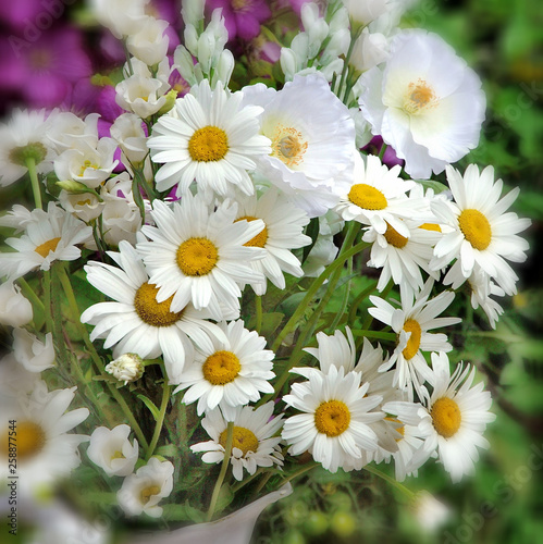 Fototapeta Naklejka Na Ścianę i Meble -  Flowers in an English Country Garden.