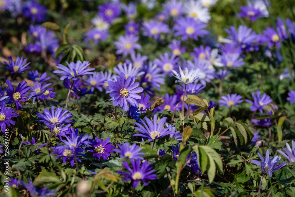 Fototapeta premium Marguerites bleues