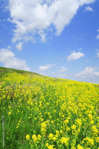 土手に咲く菜の花風景 © smtd3