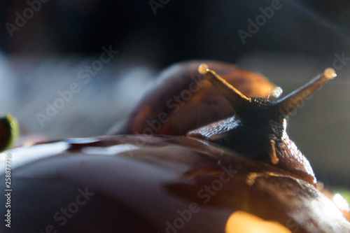 The large snail looks in the frame, close up photo