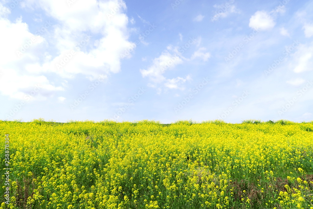 江戸川土手に咲く菜の花風景