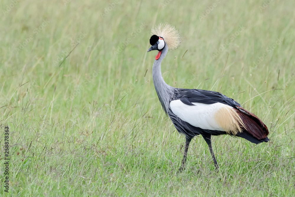 Fototapeta premium Bird in MAssai Mara