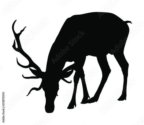 Deer vector silhouette isolated on white background. Reindeer, proud Noble Deer male in forest or zoo. Powerful buck with huge neck and antlers standing. Red deer grazing grass. 