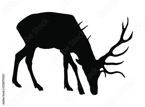 Deer vector silhouette illustration isolated on white background. Reindeer, proud Noble Deer male in forest or zoo. Powerful buck with huge neck and antlers standing. Red deer.
