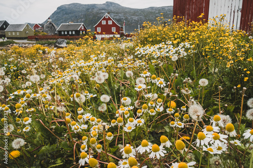 yes, this is greenland! summer in nanortalik photo