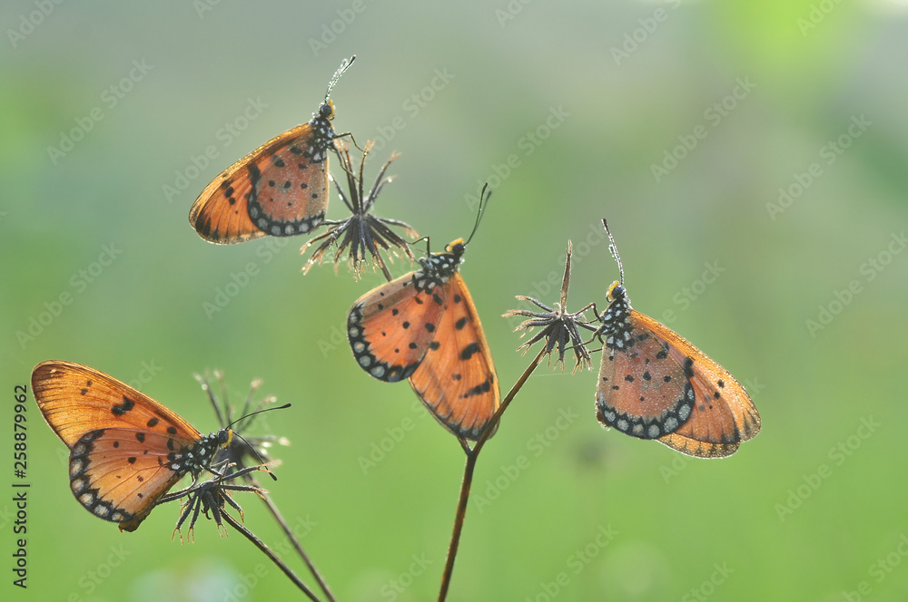 Obraz premium Butterlfy and flower