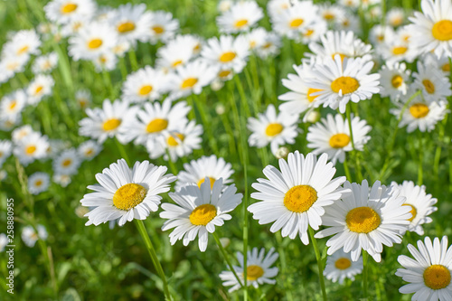 Daisy flower on green meadow  selective DOF 