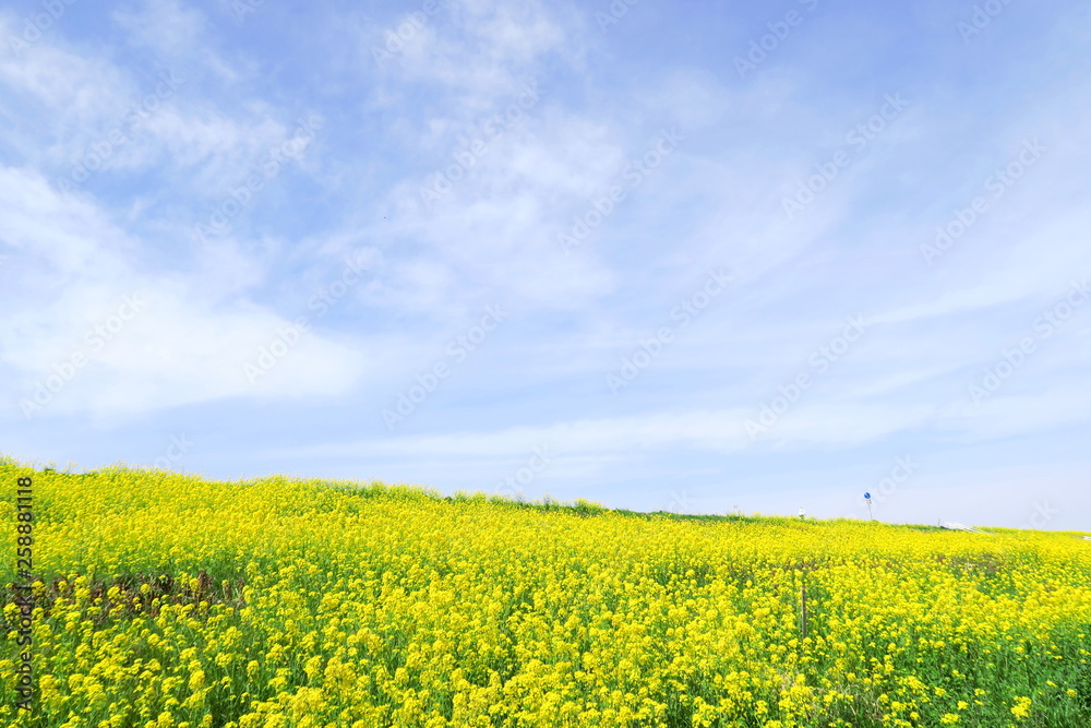 菜の花咲く春の江戸川土手風景 菜の花咲く春の江戸川土手風景