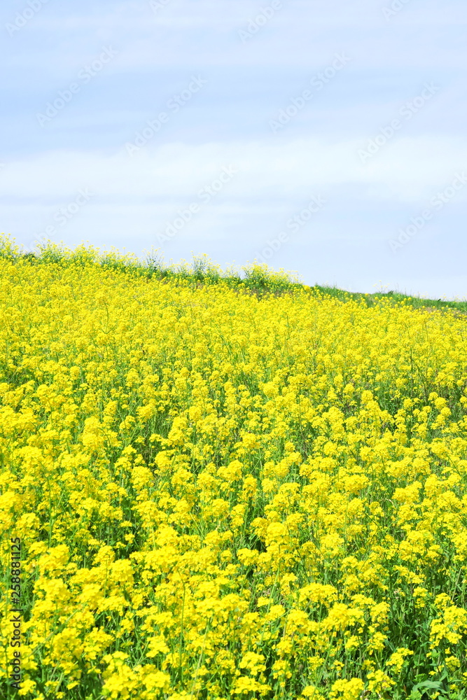 菜の花咲く春の江戸川土手風景 菜の花咲く春の江戸川土手風景