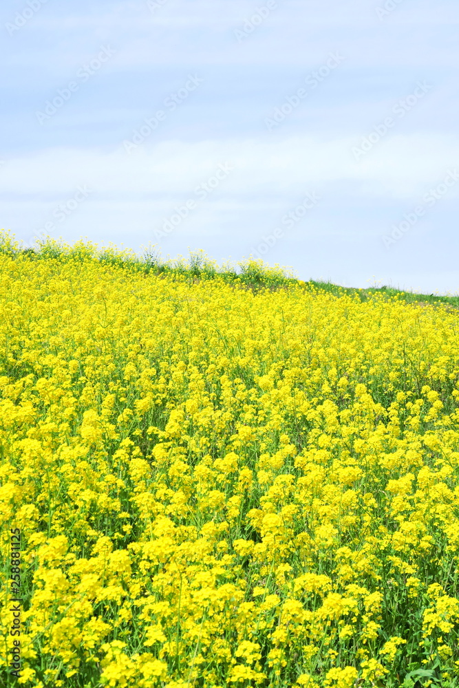 菜の花咲く春の江戸川土手風景