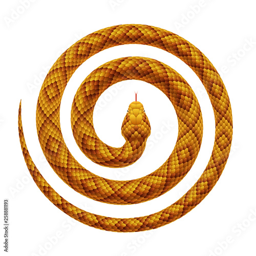 Vector realistic illustration of a snake curled into a spiral shape